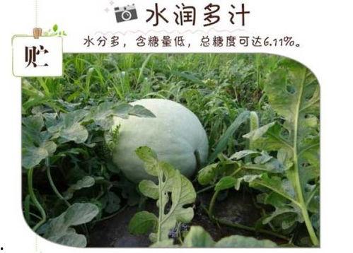 大冬天吃三白瓜视频,三白瓜美食攻略