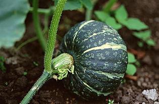 哥伦比亚吃瓜视频下载,揭秘热门短视频背后的魅力