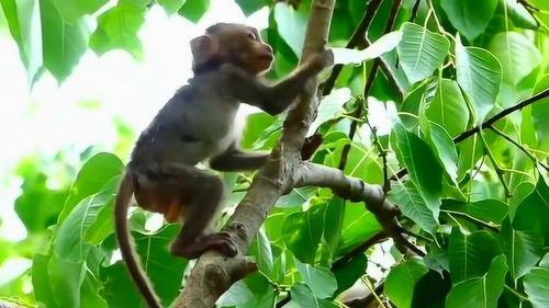 猴子上树吃瓜视频大全,欢乐瞬间大盘点