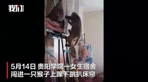 黑衣女生宿舍视频吃瓜,一场校园吃瓜大事件