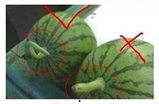 镇平吃瓜视频,揭秘当地特色美食与风土人情