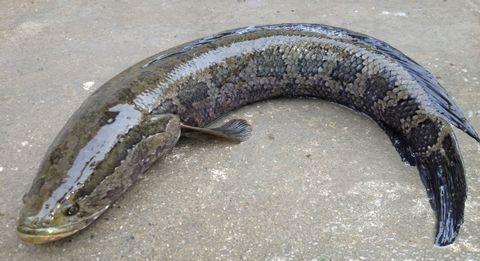 黑鱼吃瓜视频网站,揭秘热门视频网站背后的娱乐风暴