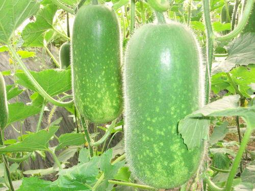 刘大瓜吃大头菜视频,趣味横生引网友热议